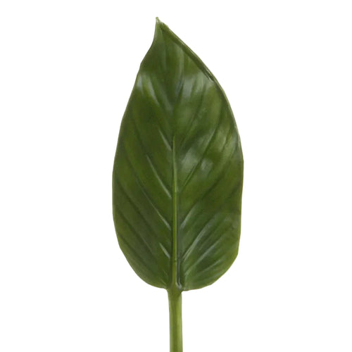 Single green leaf on a white background