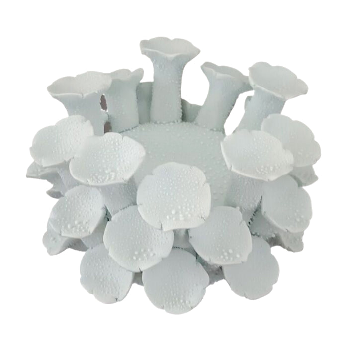 GLADE PORCELAIN WHITE CORAL VOTIVE LGE