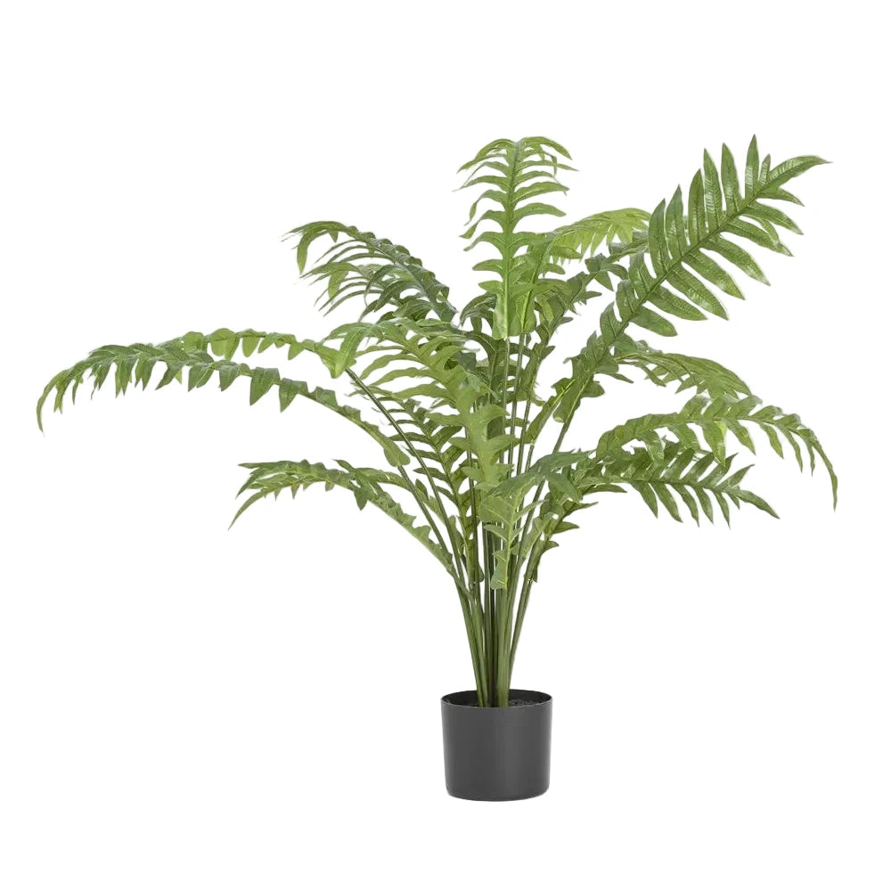 Potted fern plant on a light gray background