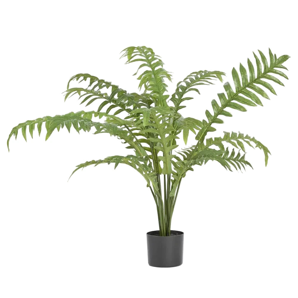 Potted fern plant on a light gray background