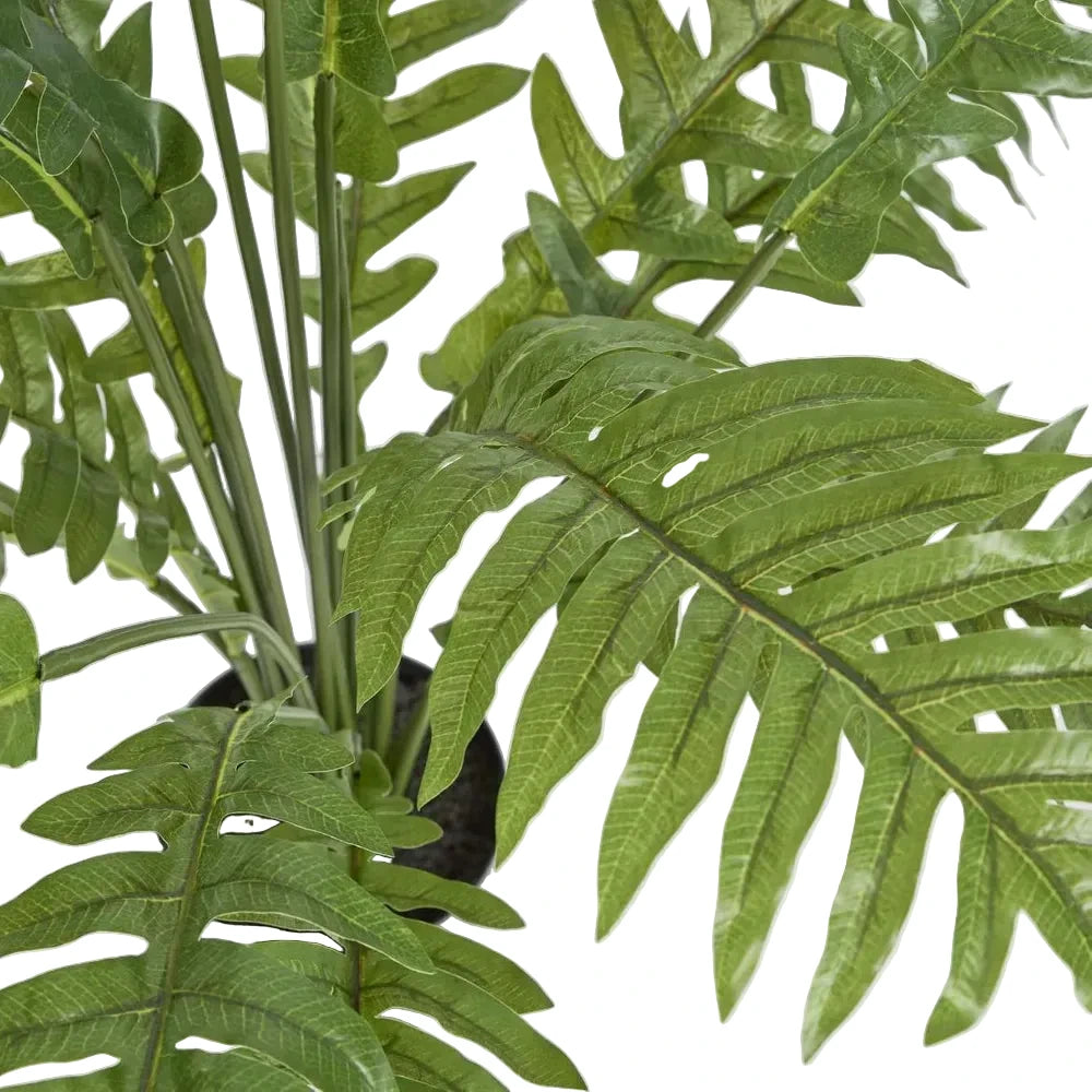 Close-up of a potted fern plant with green leaves on a white background