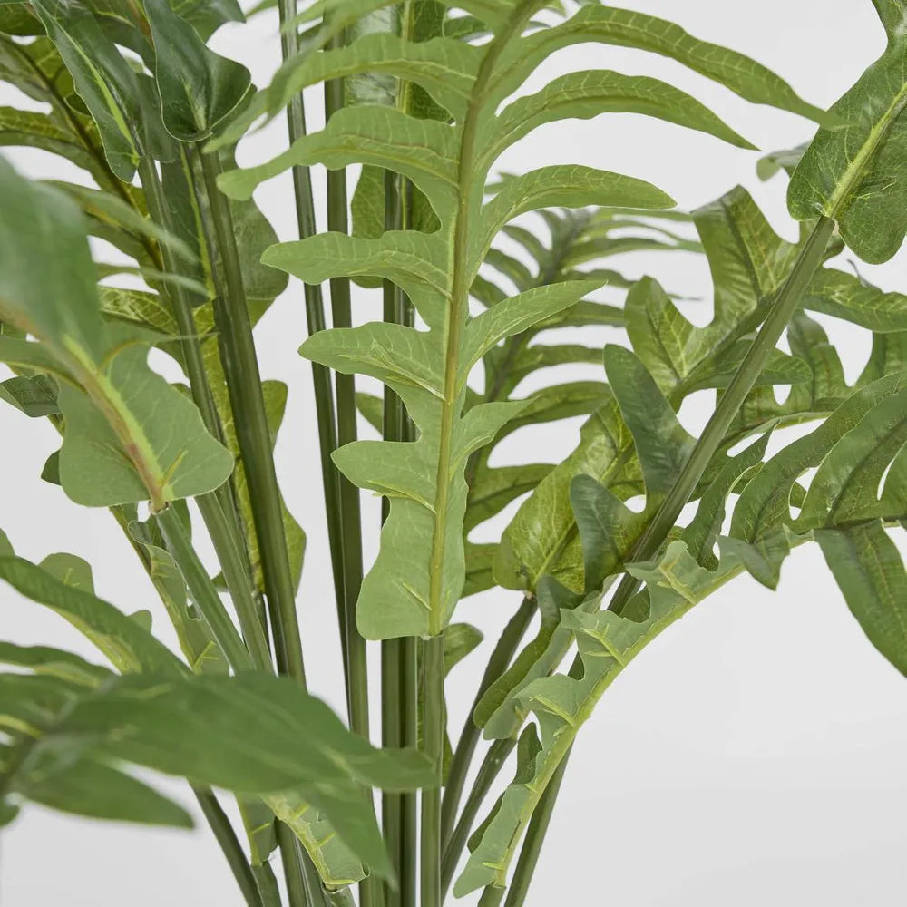 Close-up of green leafy plant on a light gray background