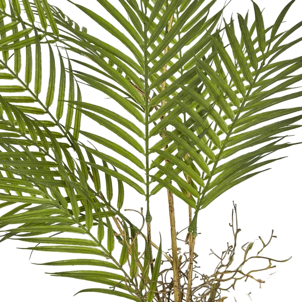 Close-up of a green palm leaf against a light gray background