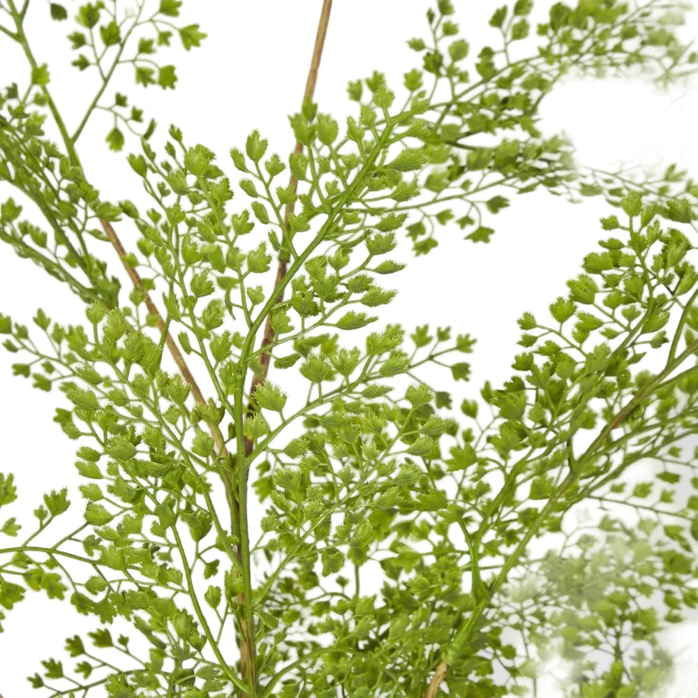 Close-up of green leafy branches against a light gray background