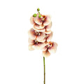 SOPHIA SOFT TOUCH ORCHID STEM PEACH