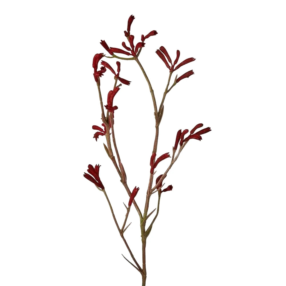 Red kangaroo paw plant branch on a light gray background