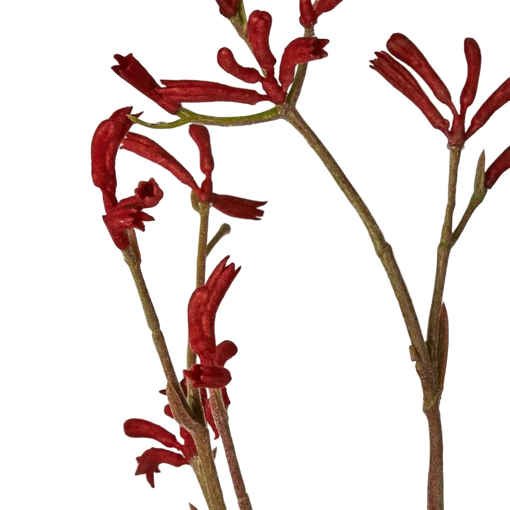 Red kangaroo paw flowers on a light gray background