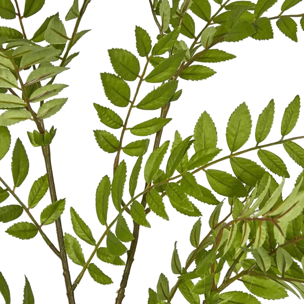 Close-up of green leafy branches on a light gray background