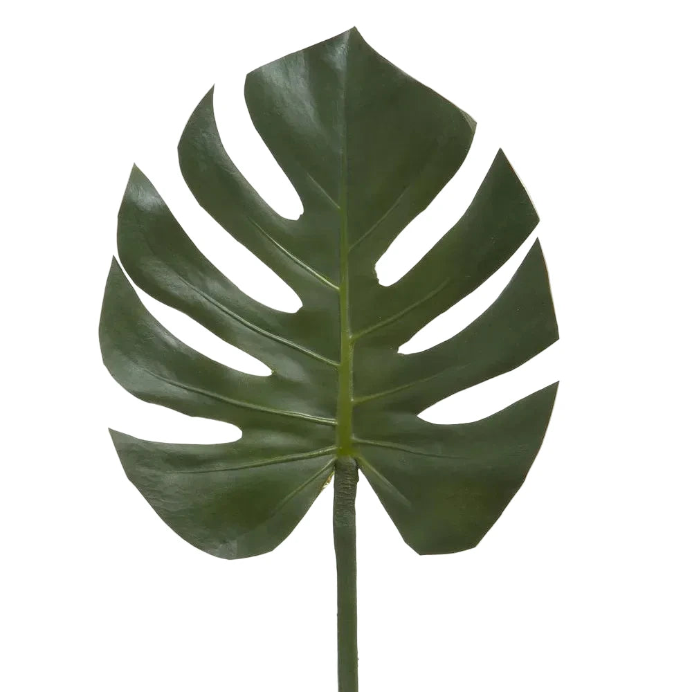 Large green leaf on a white background