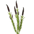 Artificial plant with green stems and brown buds on a white background