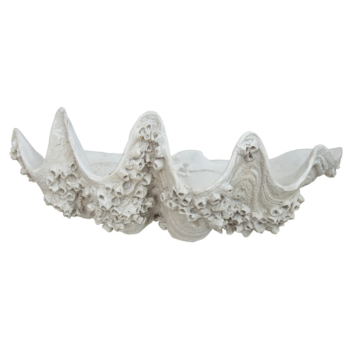 BLIGH RESIN WHITE BARNICLE CLAM SHELL