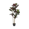 Potted plant with dark green leaves on a light gray background