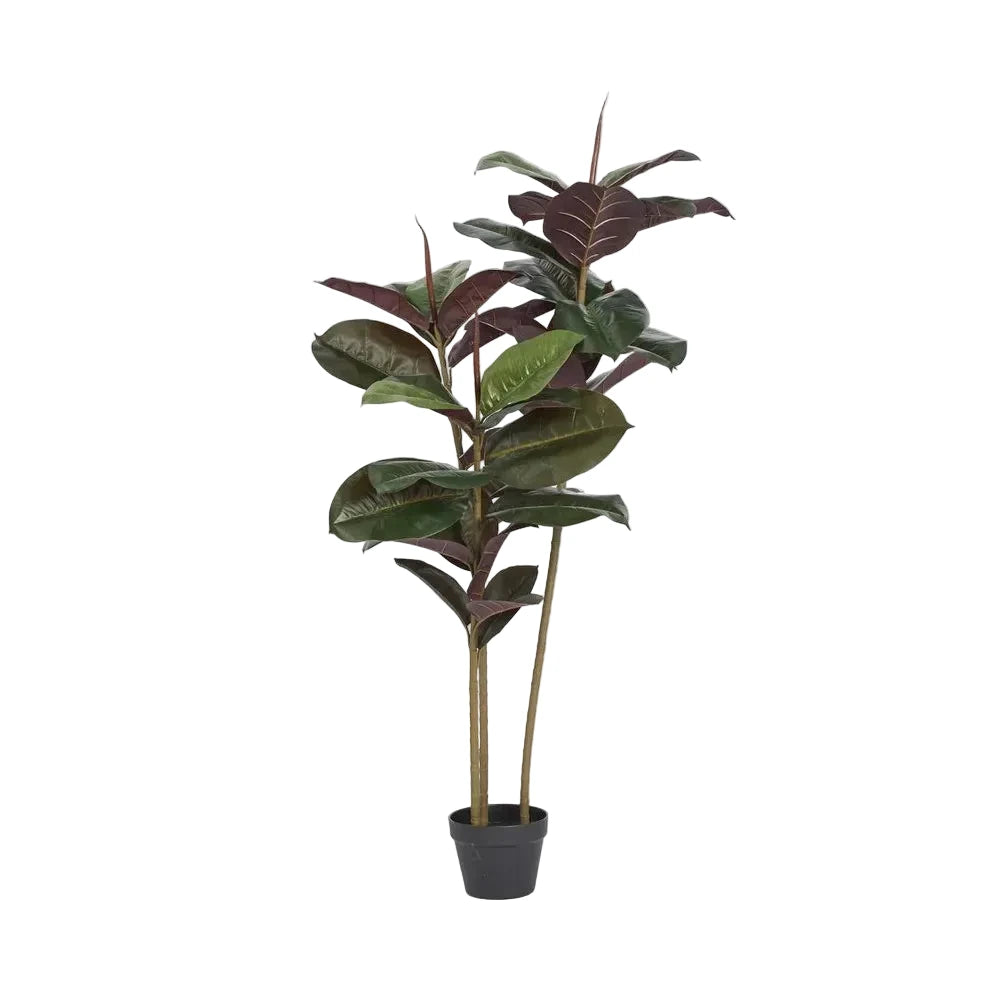 Potted plant with green leaves on a white background