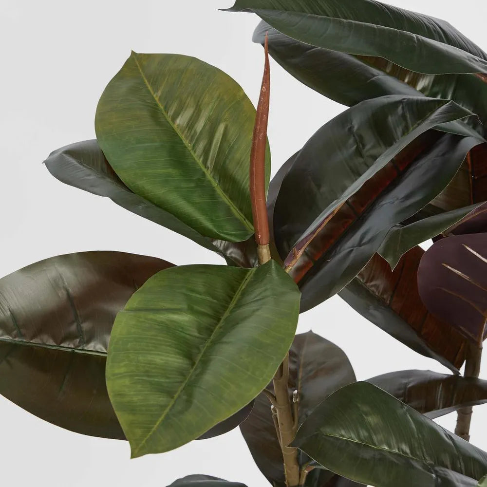 Close-up of a rubber plant with large green leaves on a plain background
