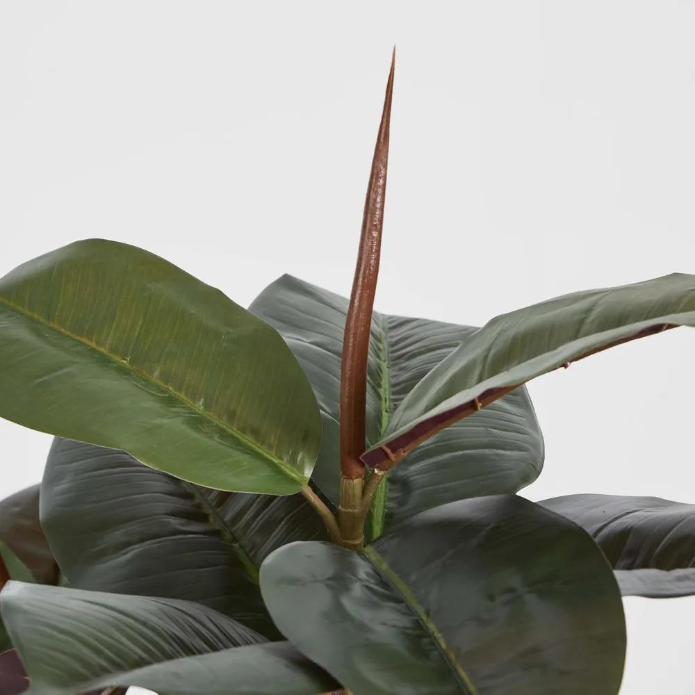 Close-up of a plant with large green leaves and a central stalk against a neutral background