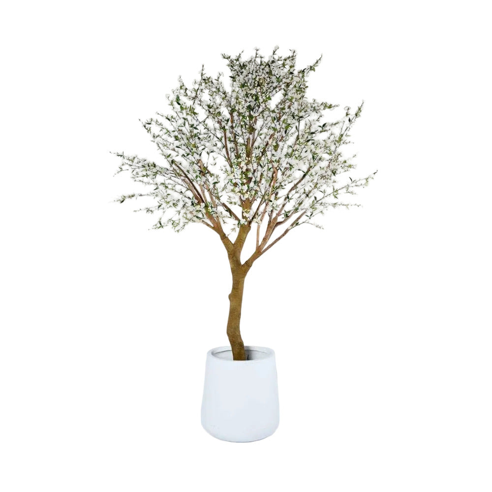 Potted plant with small white flowers on a light gray background