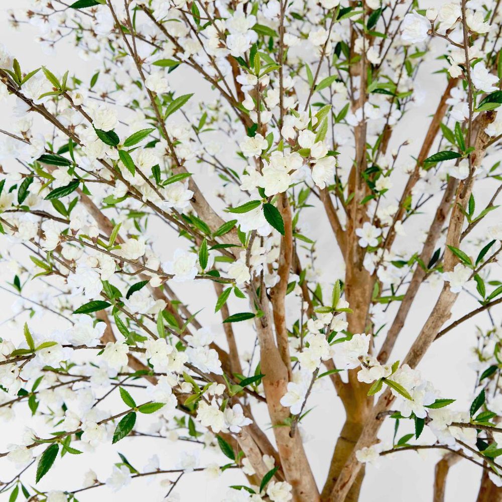 Tree with white flowers and green leaves on a light gray background
