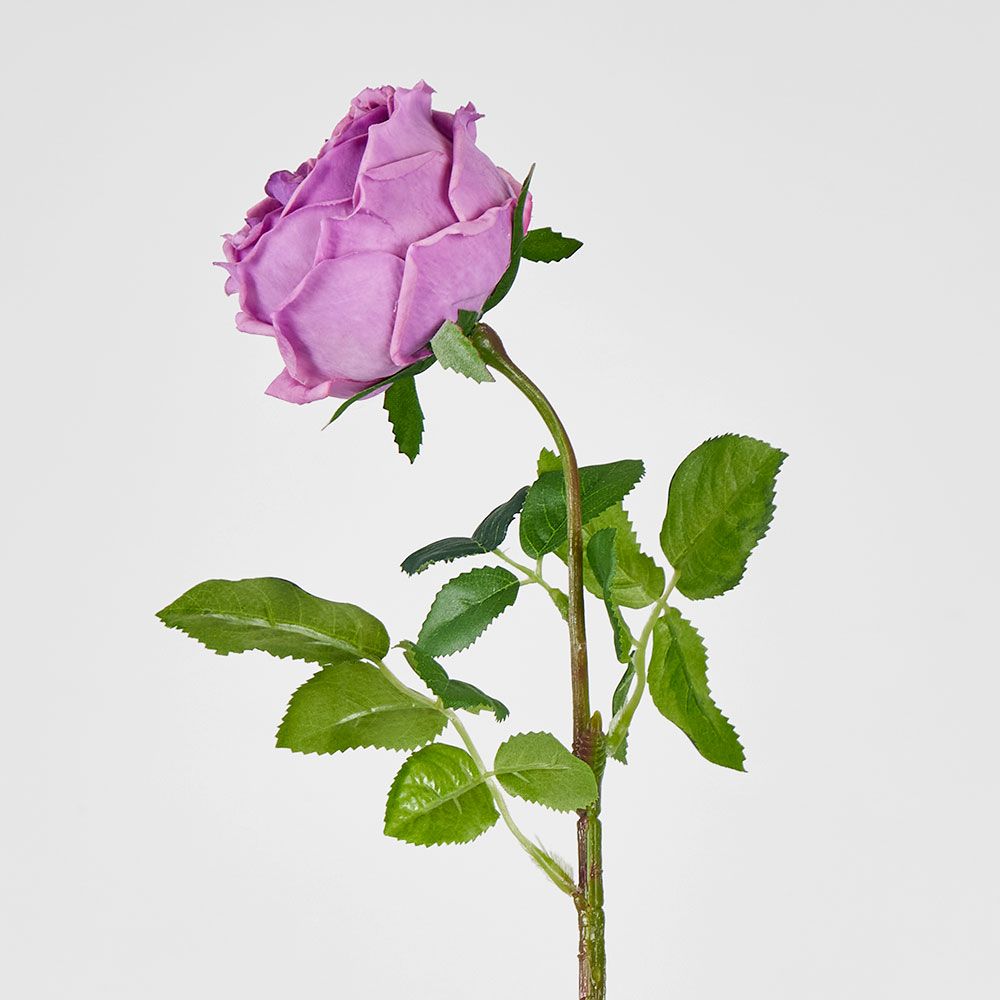 Dianna Real Touch Rose Steam Lilac
60cm image 2