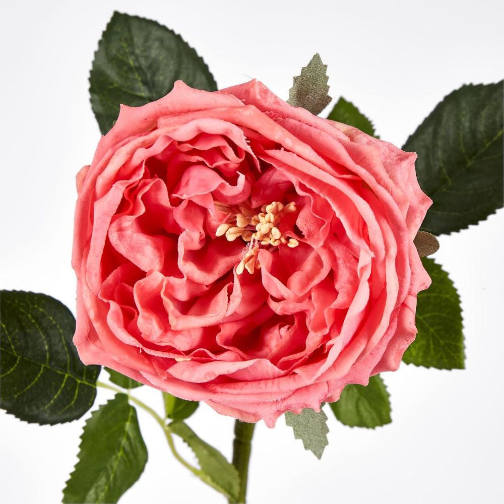 Dianna Real Touch Rose Steam Orange
60cm image 3
