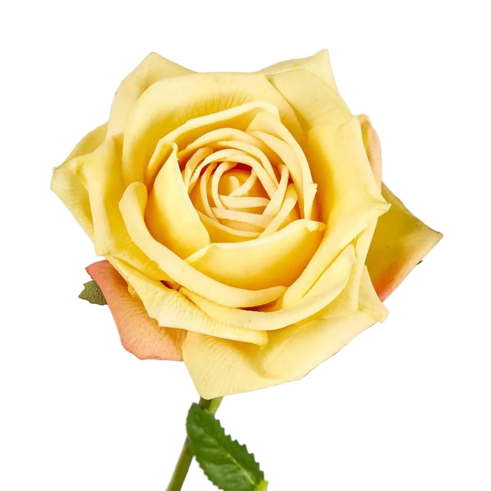 Walter Real Touch Rose Stem Yellow
61cm image 3