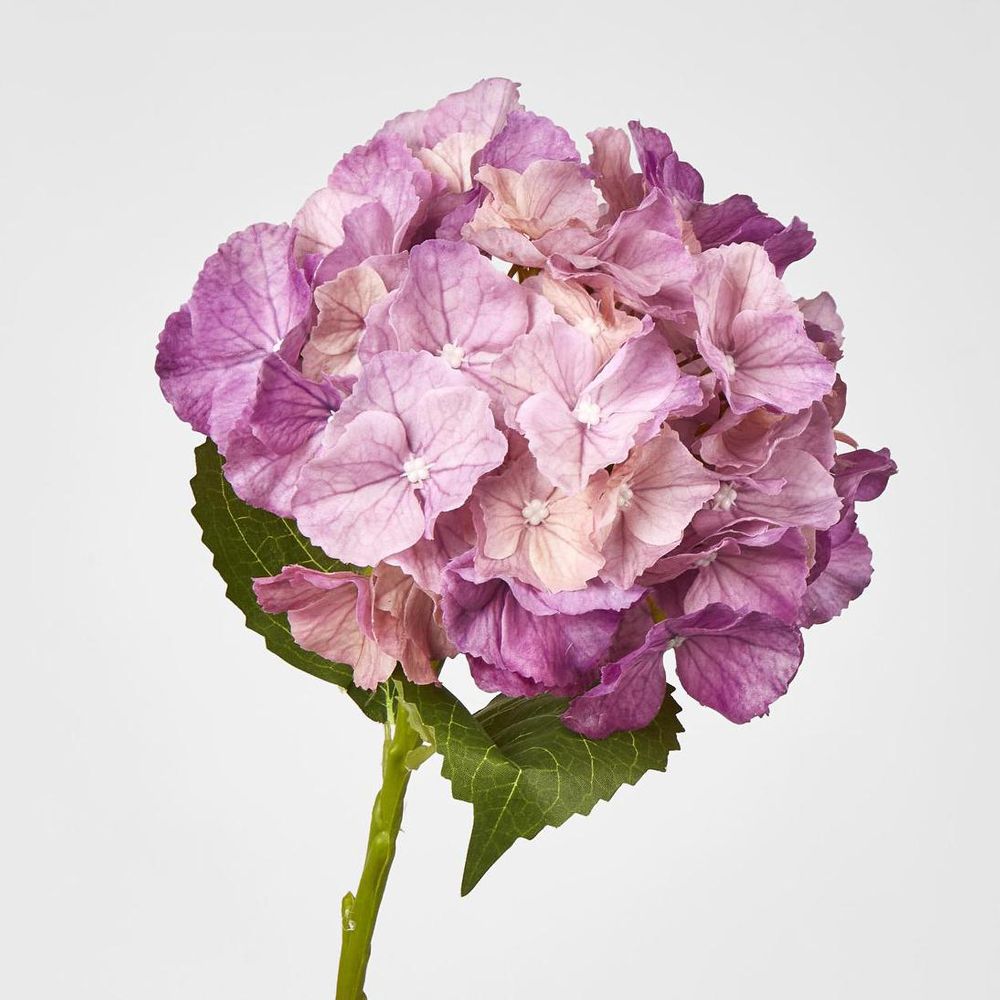 Susan Hydrangea Soft Touch Plum
52cm image 2
