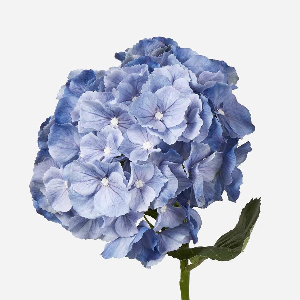 Susan Hydrangea Soft Touch Blue
52cm image 2