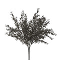 Boxwood Bush Black