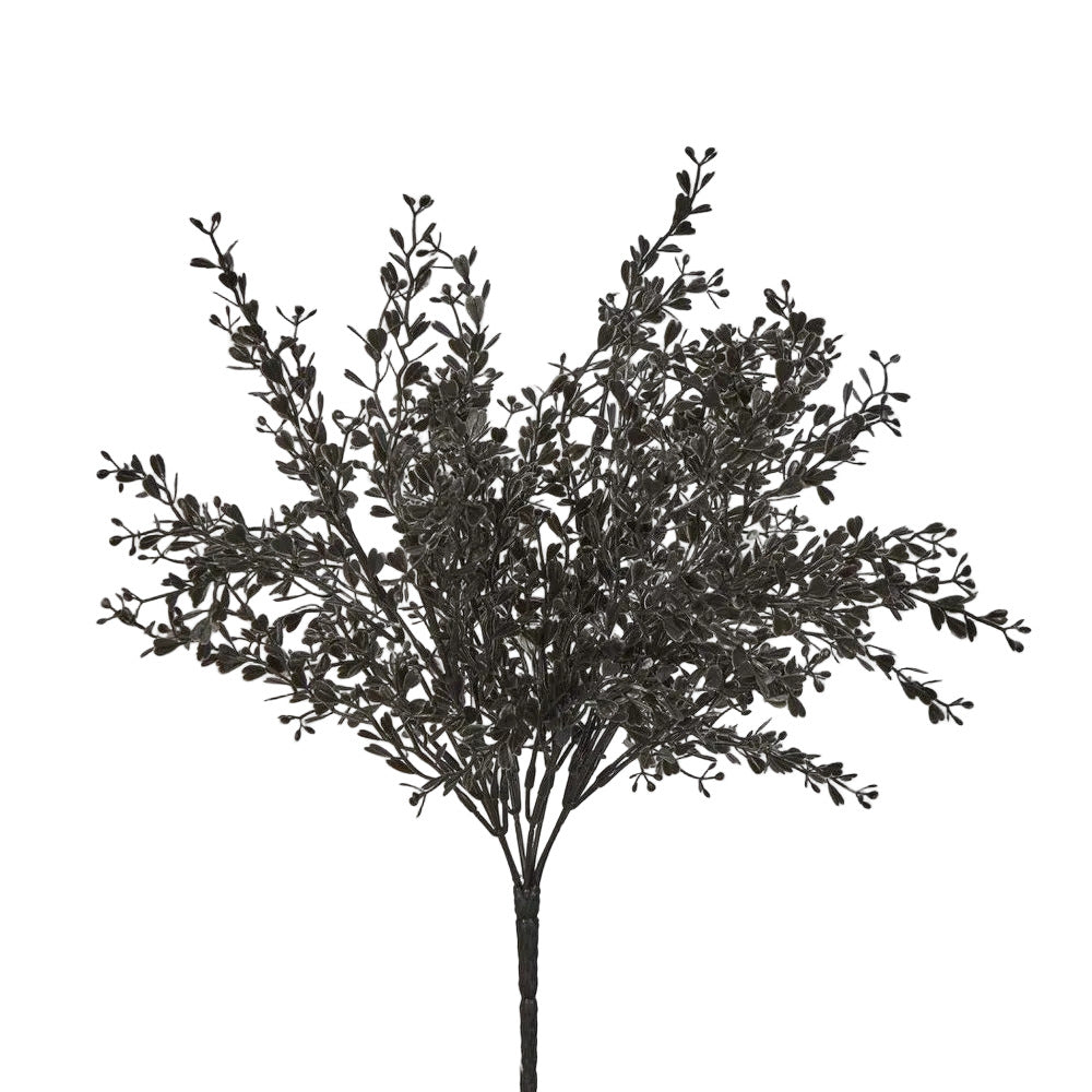 Boxwood Bush Black