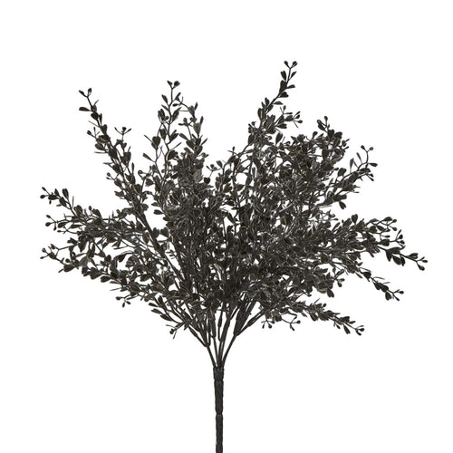 Boxwood Bush Black