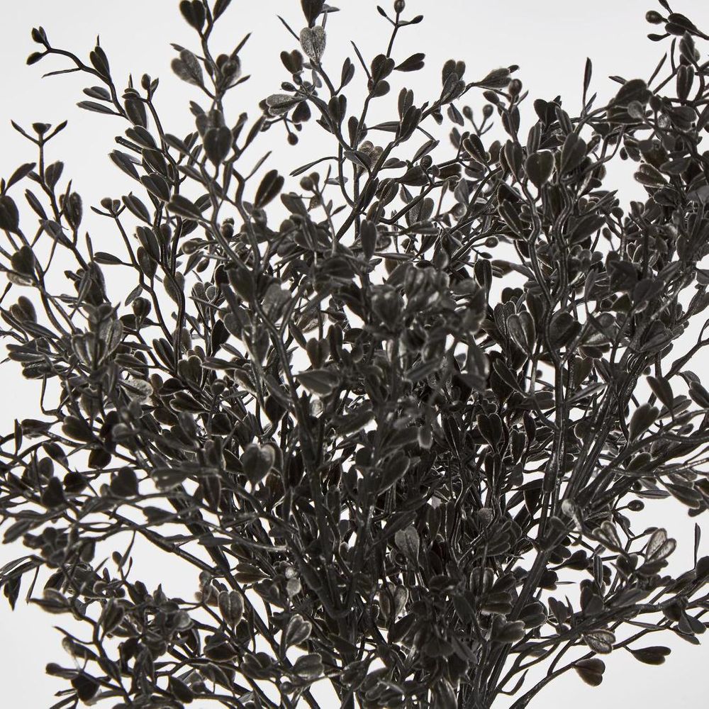 Boxwood Bush Black image 2