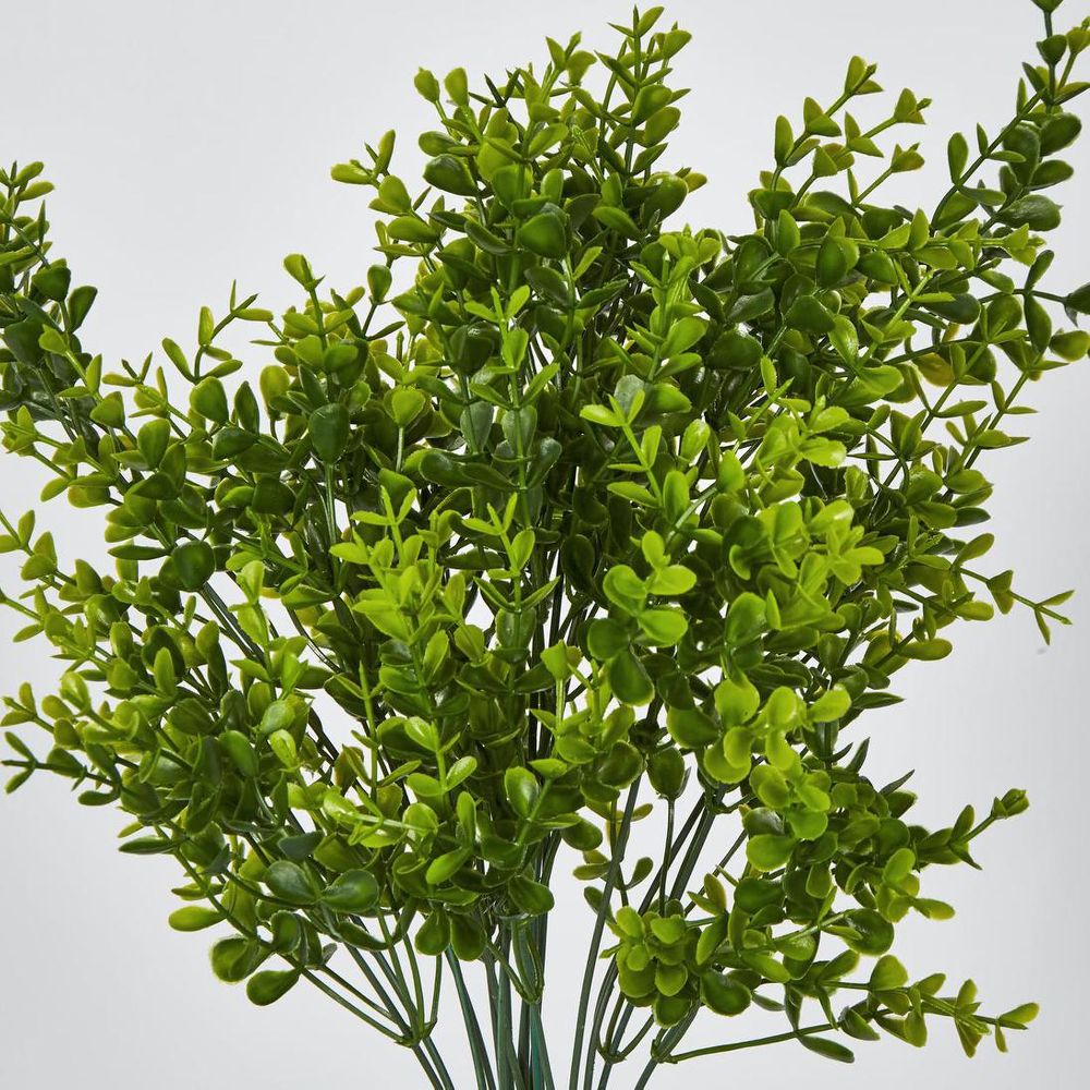 Boxwood Bush Green image 2