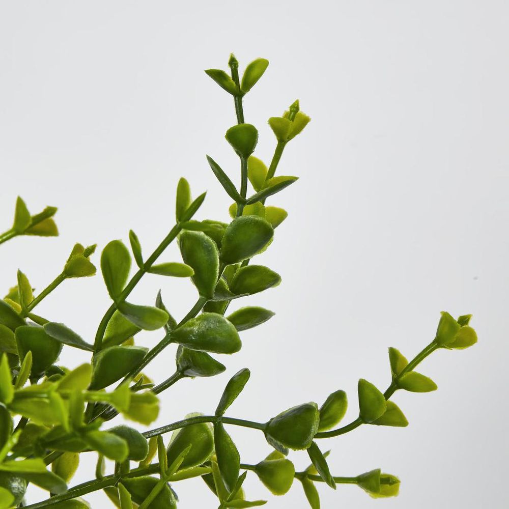 Boxwood Bush Green image 3