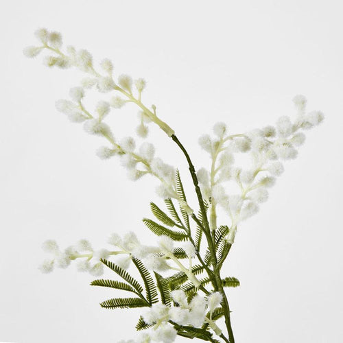 Australian Wattle 85cm White image 2