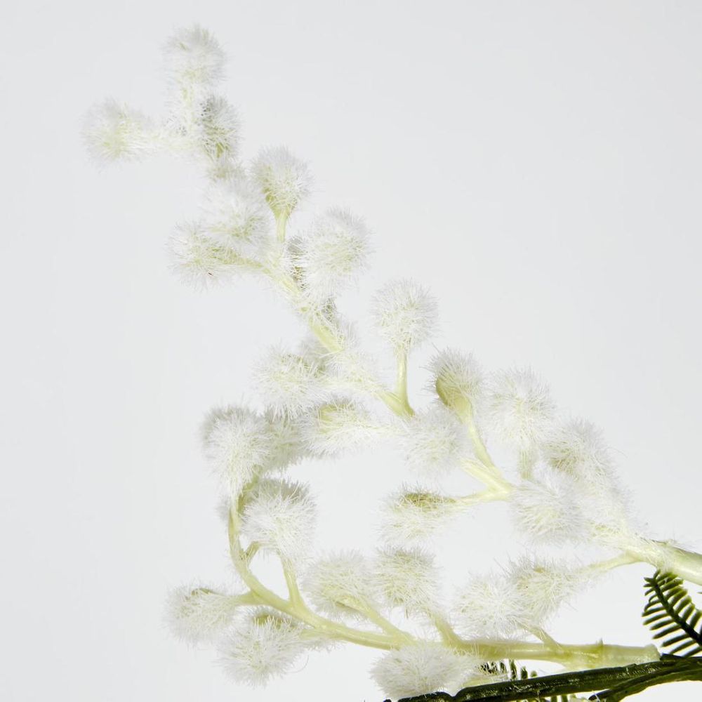 Australian Wattle 85cm White image 3