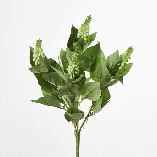 Allium Seed Bush Green