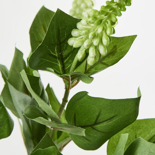 Allium Seed Bush Green image 2