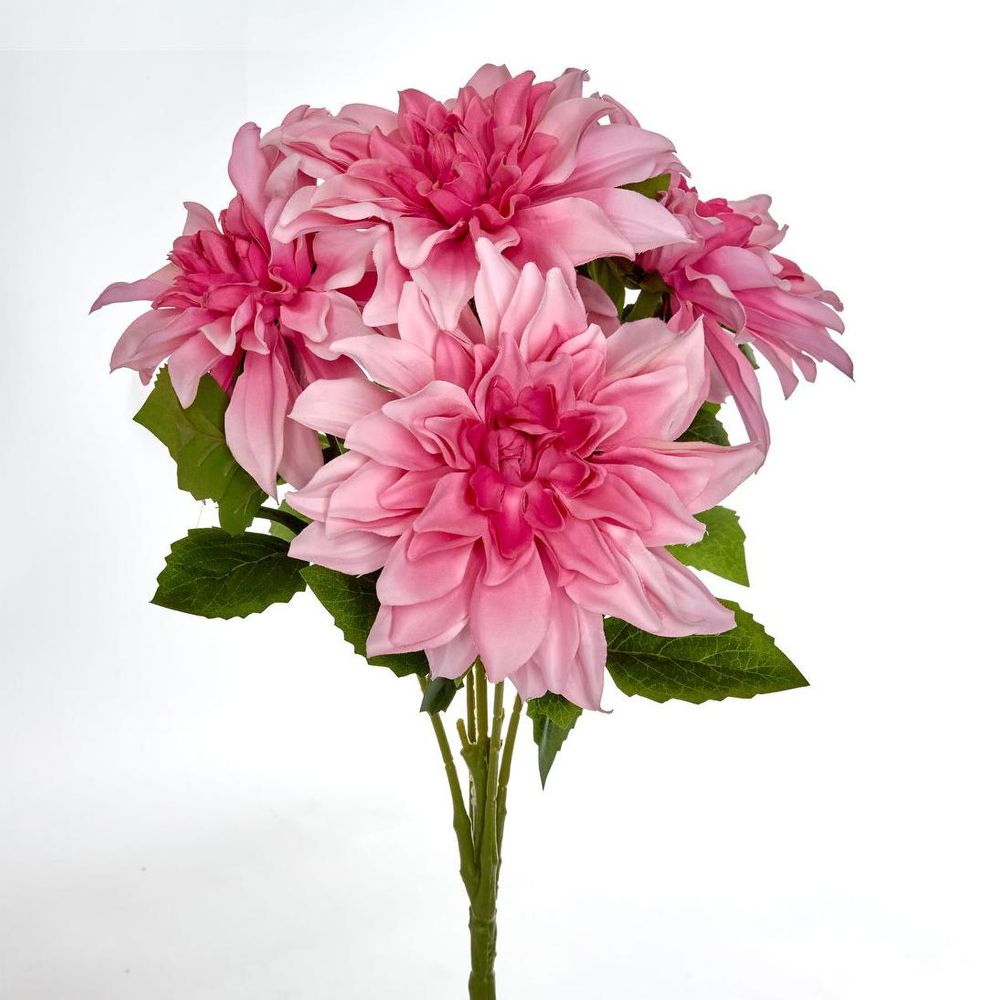 Dahlia Bush x 5 Light Pink image 2