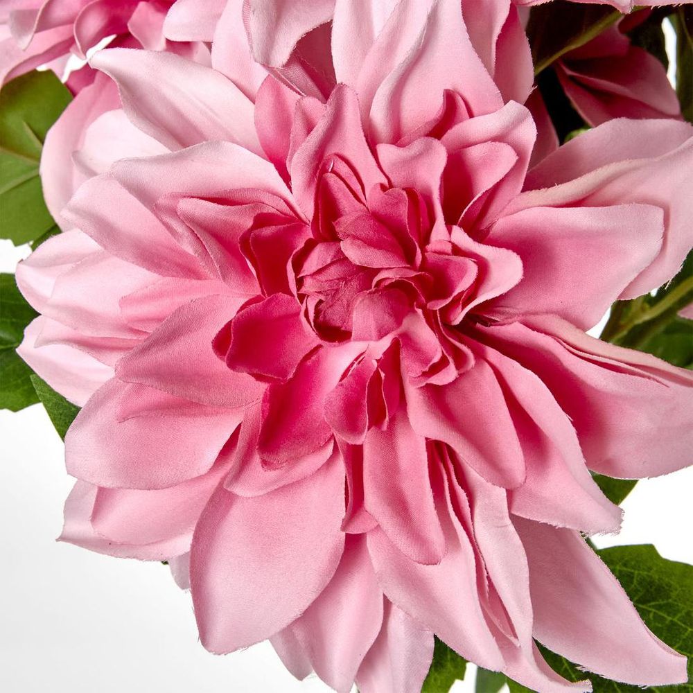 Dahlia Bush x 5 Light Pink image 3