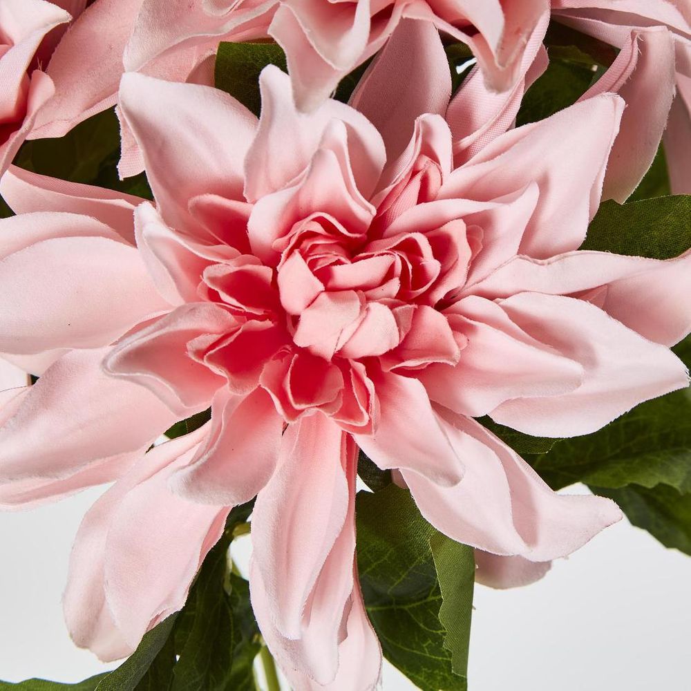 Dahlia Bush x 5 Dark Pink image 4