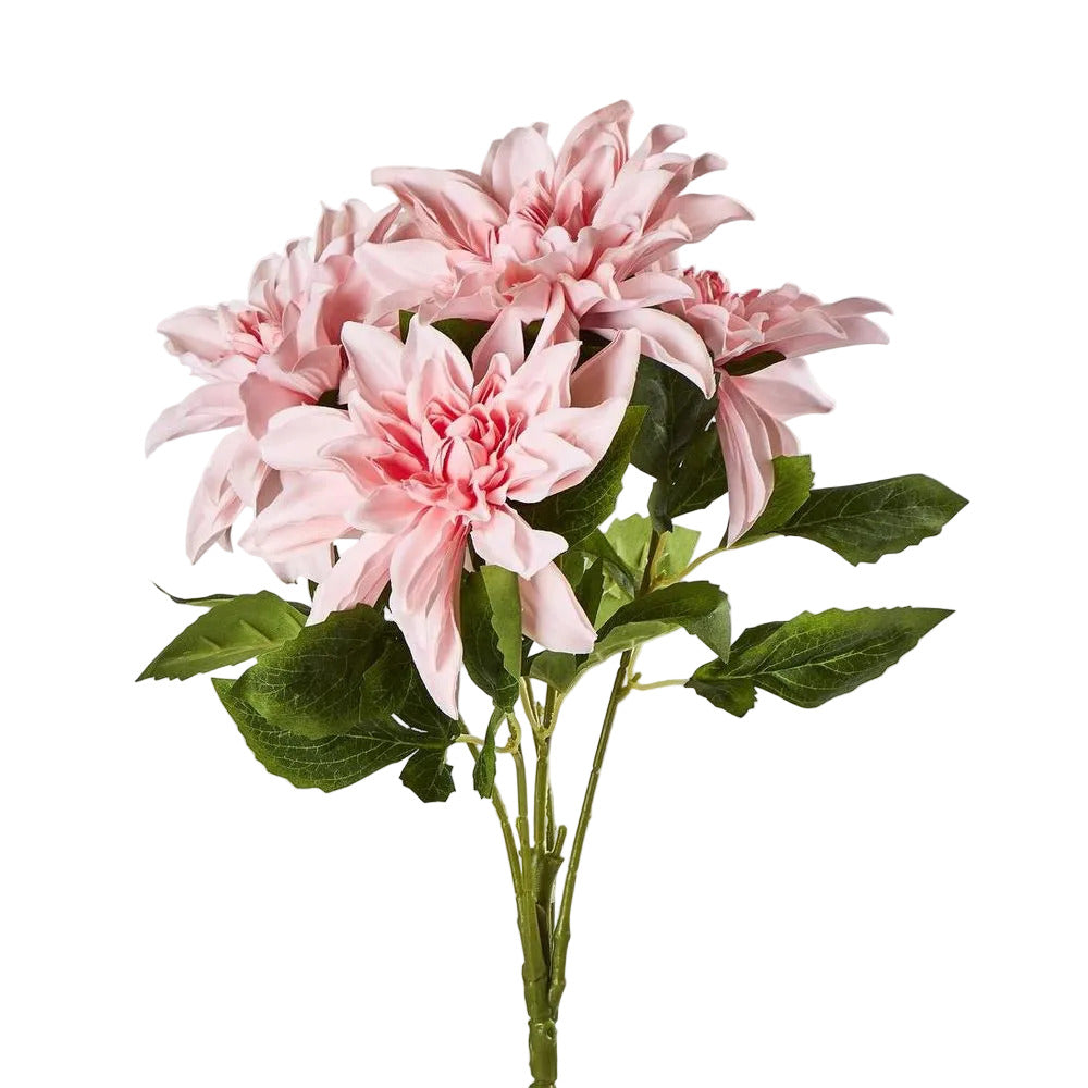 Dahlia Bush x 5 Dark Pink