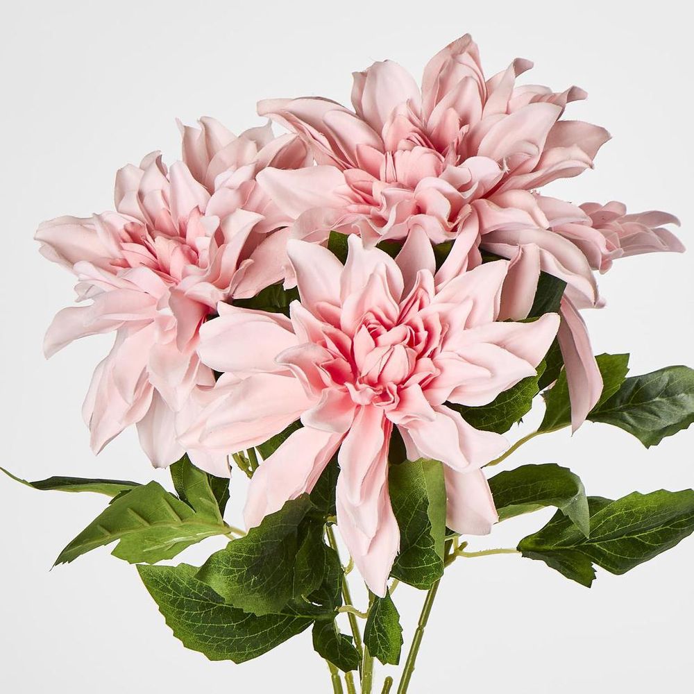 Dahlia Bush x 5 Dark Pink image 2