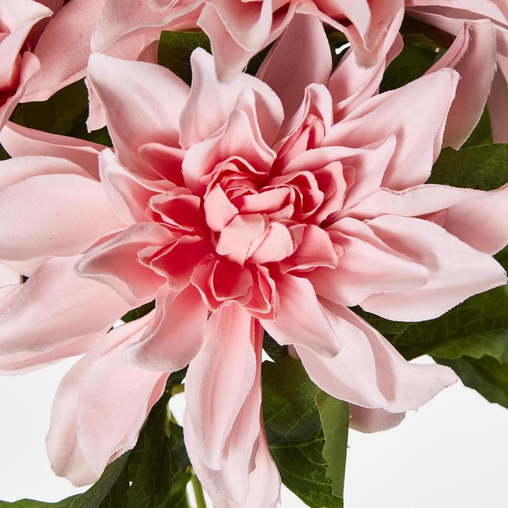Dahlia Bush x 5 Dark Pink image 3
