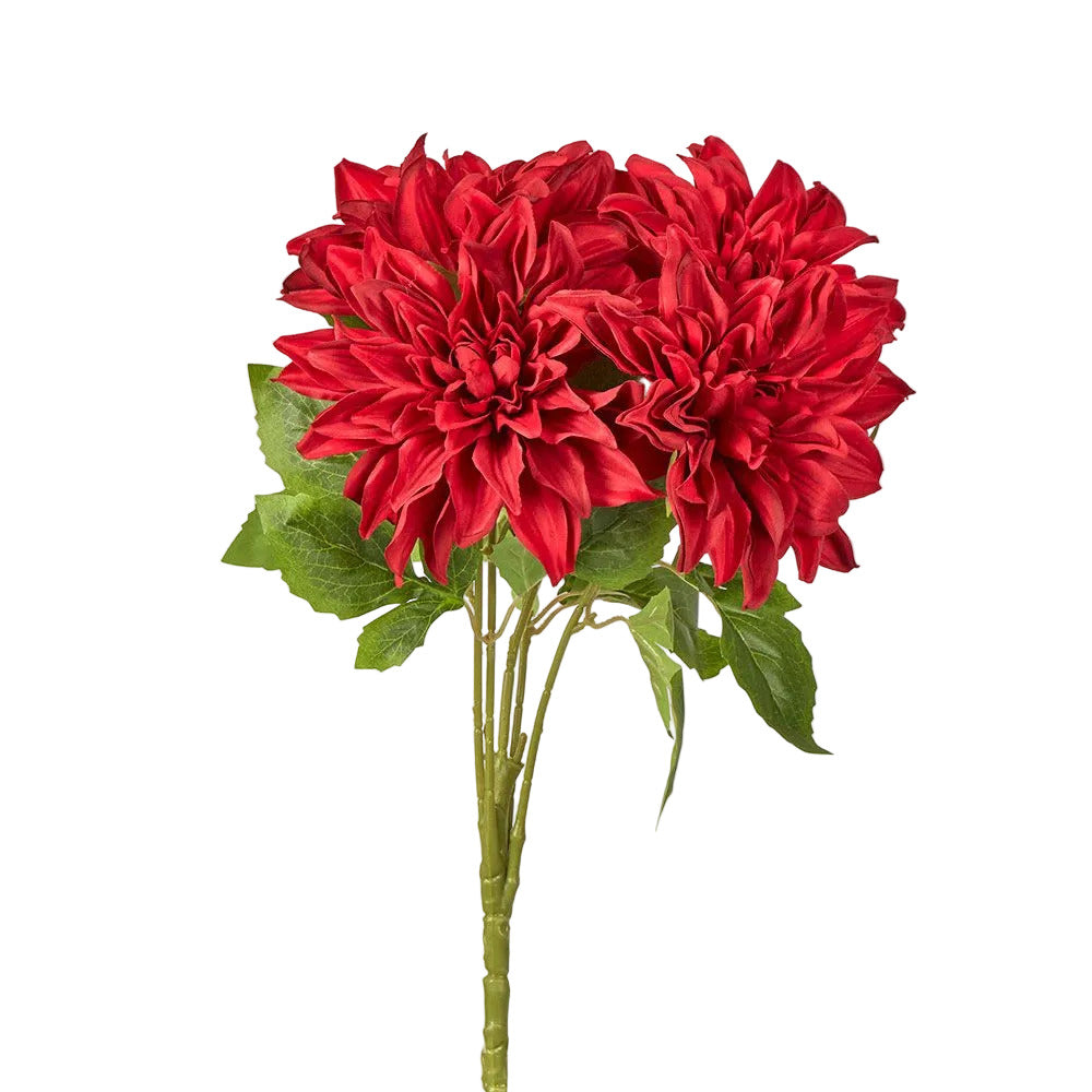 Dahlia Bush x 5 Red