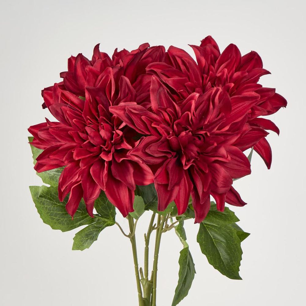Dahlia Bush x 5 Red image 2