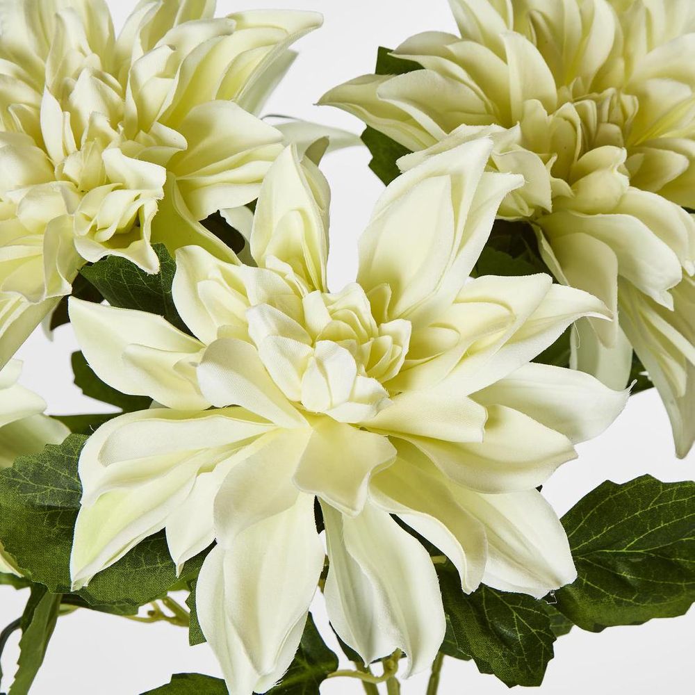Dahlia Bush x 5 White image 3