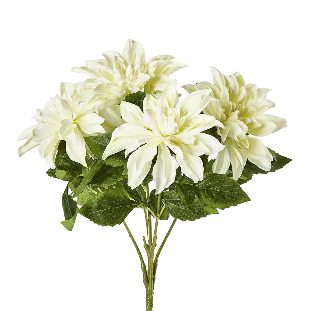 Dahlia Bush x 5 White