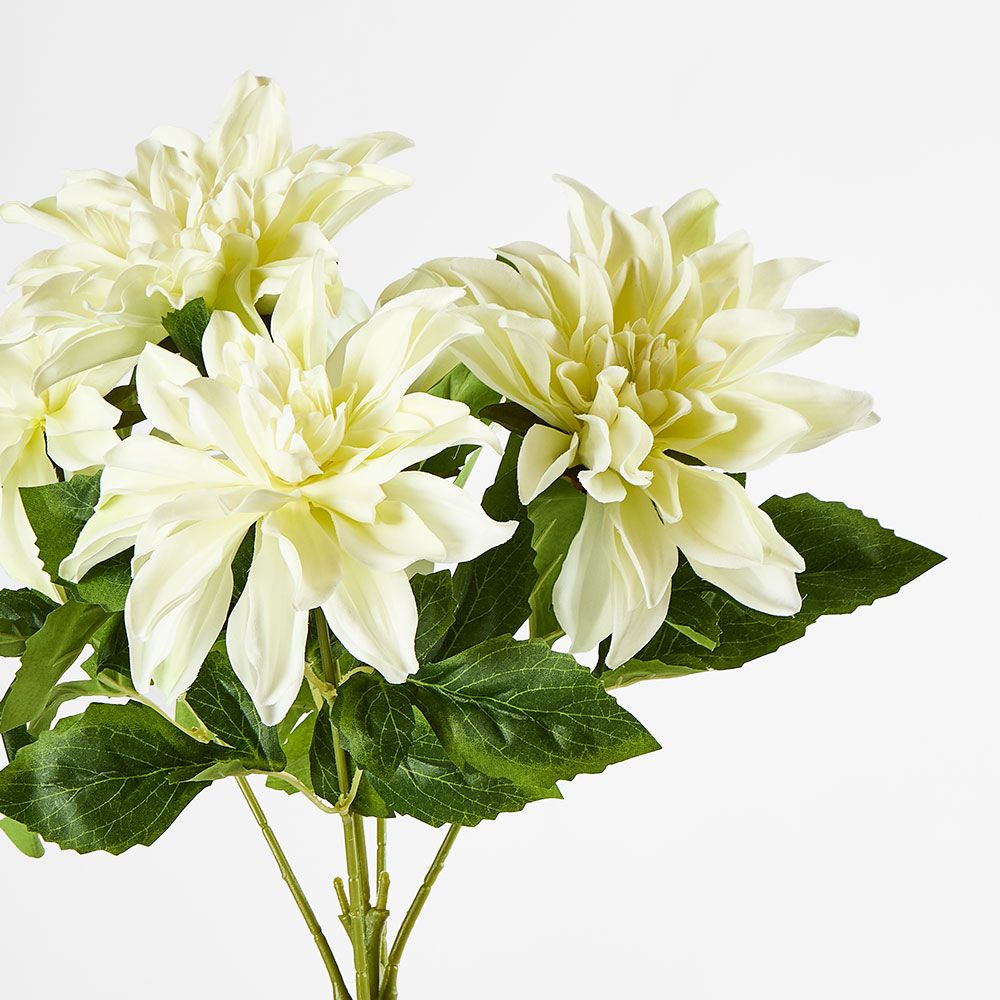 Dahlia Bush x 5 White image 2