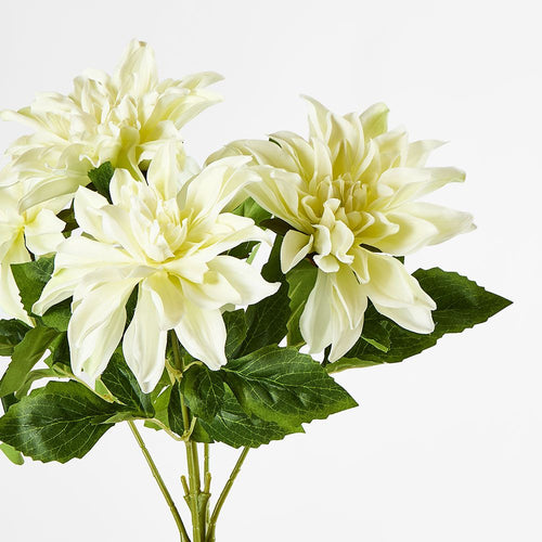 Dahlia Bush x 5 White image 2