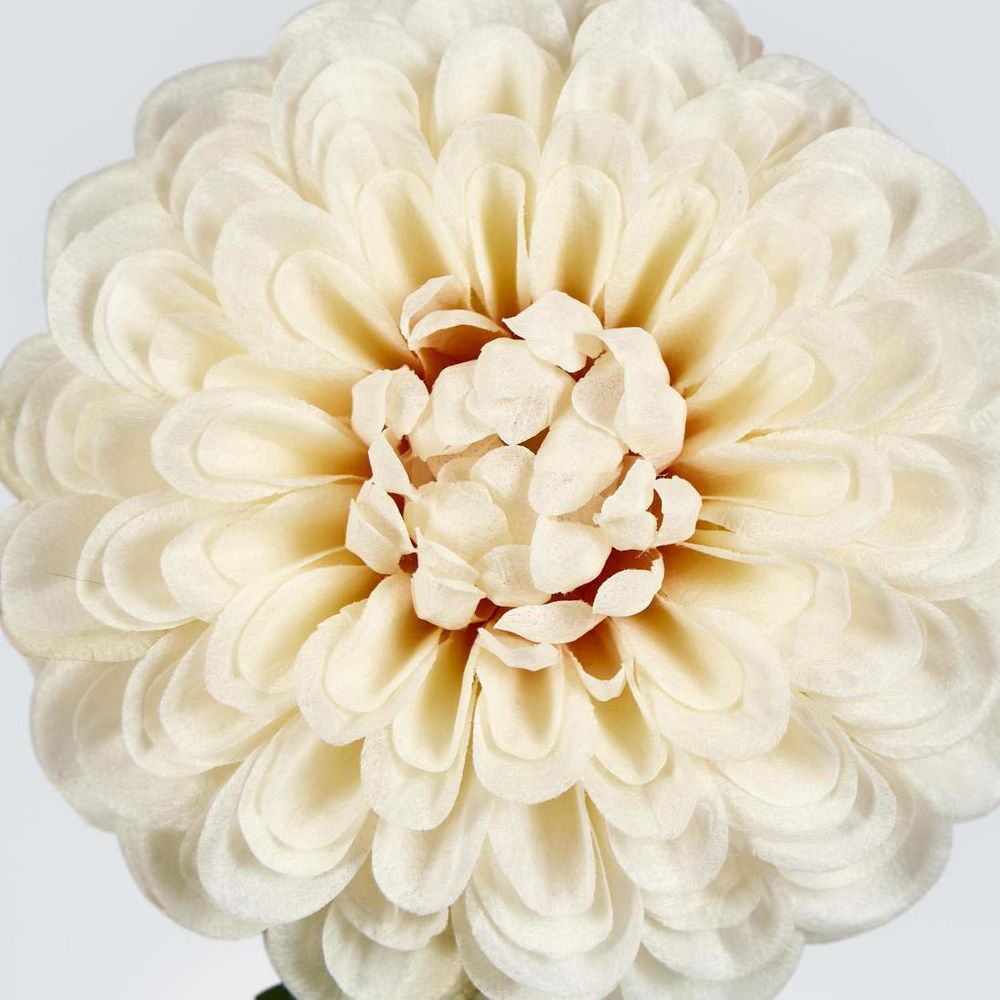 Single Ball Dahlia 74cm Cream image 3