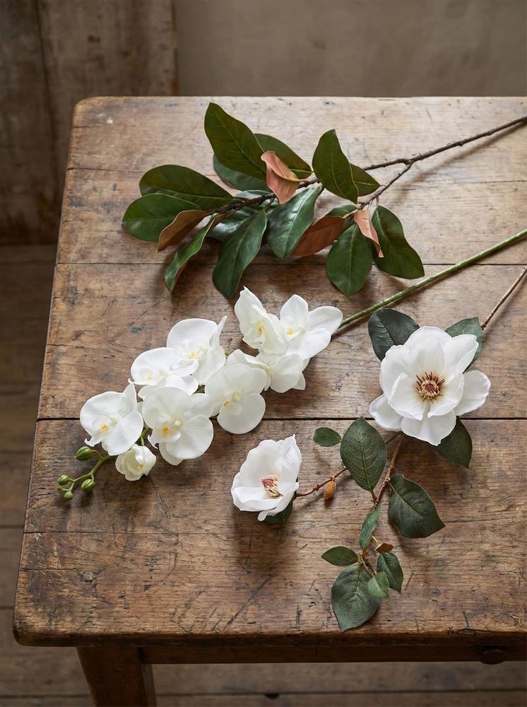 Southern Magnolia Branch image 5